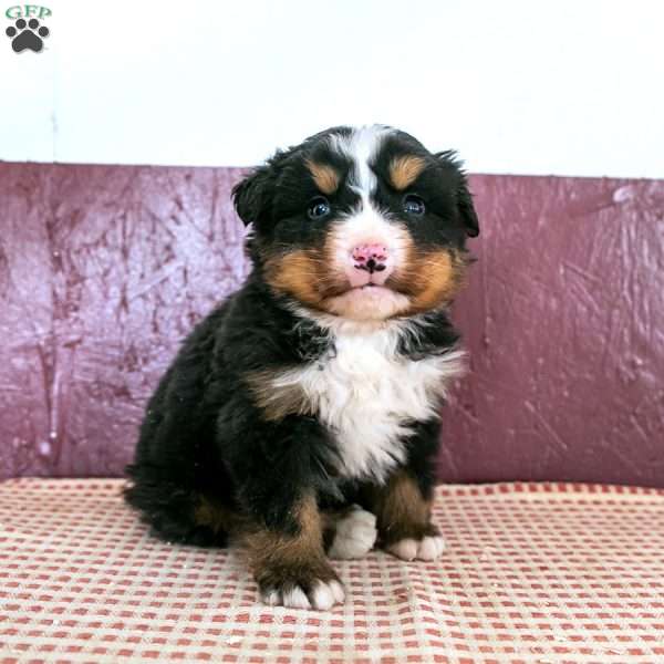 Will, Bernese Mountain Dog Puppy